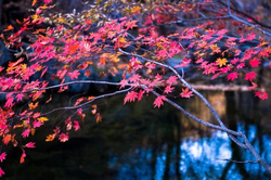 多平台下载支持展示